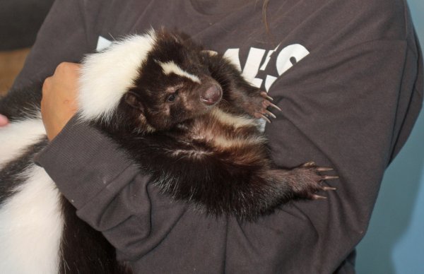skunk.jpg