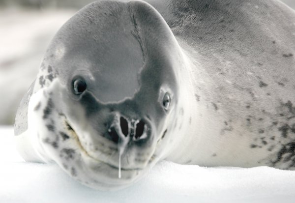 526. Kleenex please.jpg