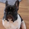 TYSON