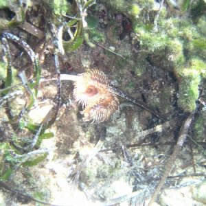 030914 Grekland, Meganesi