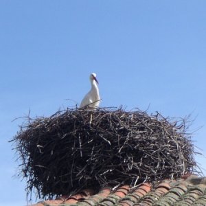 060401 4 Spanien, Alta Montana