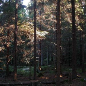 Trollskog