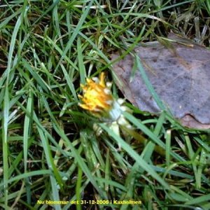 Nyårsträff - fest i Kaxholmen 2006