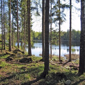035. Delfin i Glaskogen