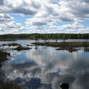 039. Delfin i Glaskogen
