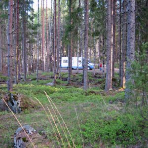 042. Delfin i Glaskogen
