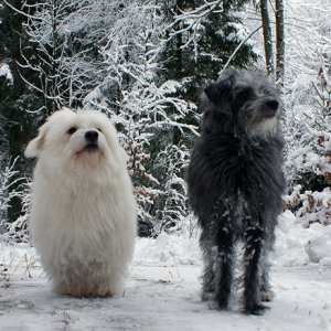 061.Cotte & Ceasar Feb 2009.