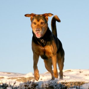 Min hund "Jack"