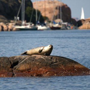 Bohusläns landskapsdjur, knubbsäl