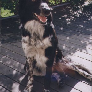 vår gamla hund ronja