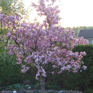  Japanskt Körsbärsträd I Full Blom