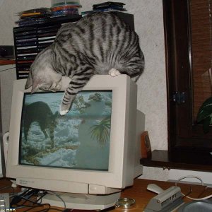 Här får du på tafsen!