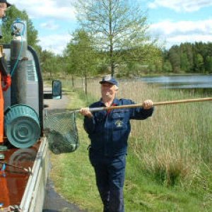 Isläpp av fisk i Kroksjön