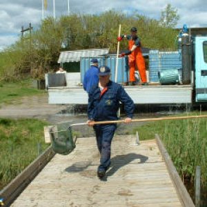 Isläpp av fisk i Kroksjön