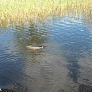 Isläpp av fisk i Kroksjön