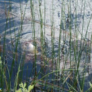 Isläpp av fisk i Kroksjön