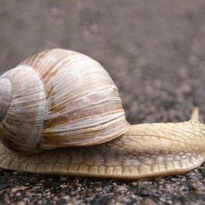 Snigel  Fr N  L Ngem La Foto Reinert