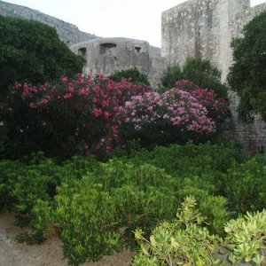 Semester i Kroatien