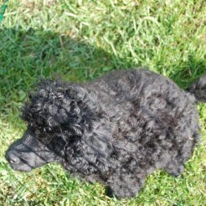 Första Årsmötet Floby