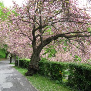 Graz Apr 09