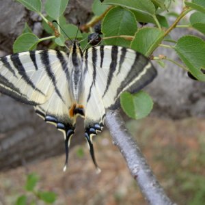 Kroatien