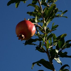 Granatäpple