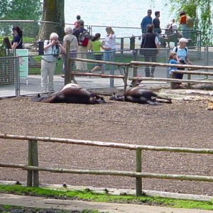 MAINAU 2007