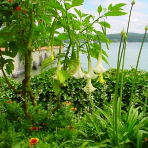 MAINAU 2007