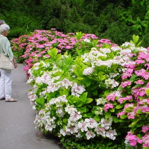 MAINAU 2007