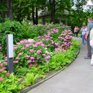 MAINAU 2007