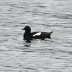 Tobisgrissla