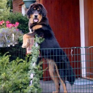 Leo--En Tibetansk Mastiff