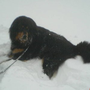 Leo bilder