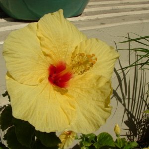 Hawai 001