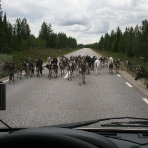 Trafikstopp i Lappland juli 07