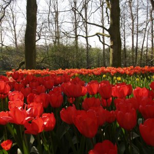 Keukenhof apr 07