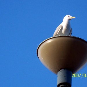 Sommarbilder