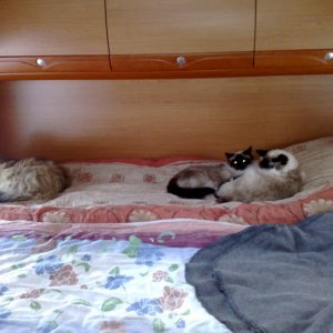 Hund och katt!?