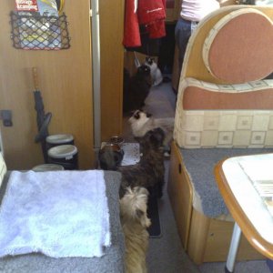 Hund och katt!?