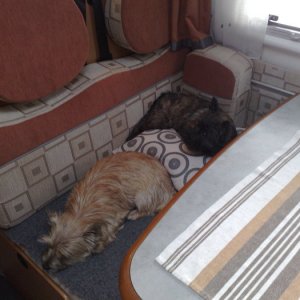 Hund och katt!?