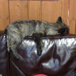 Hund och katt!?