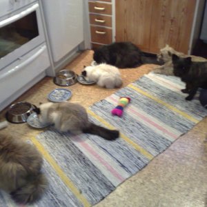 Hund och katt!?