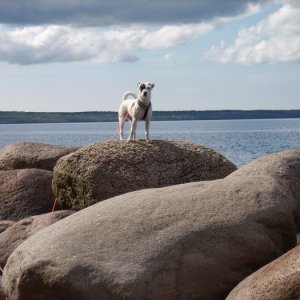 Asta Vid Skagern