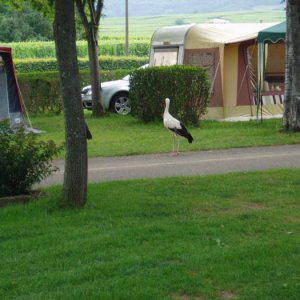 Storkbesök I Alsace