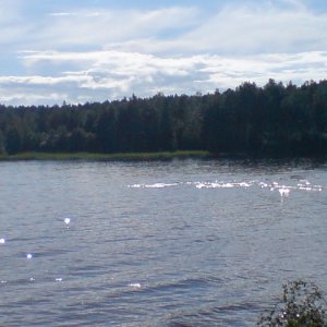 Sjöodjur I Skagern