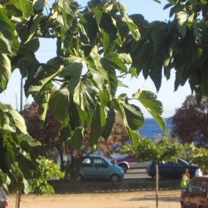 Semester 2007