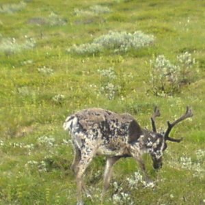 Stekenjok