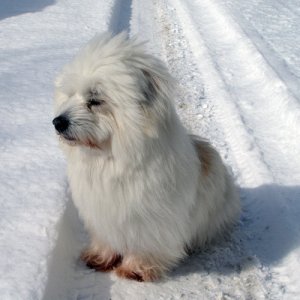 005 - 25 Mars 2008, När Kommer Våren?