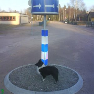 En äkta Rondellhund