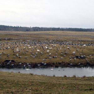 006 - Trandansen2008-1